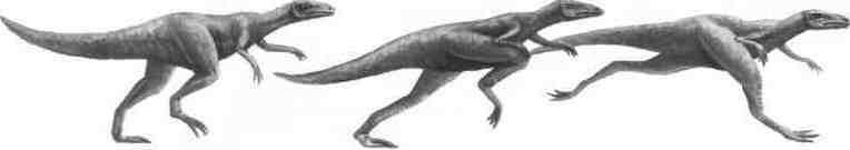 Compsognathus Compsognathus war einer der kleinsten Dinosaurier: Weniger als l Meter lang und so leicht wie eine