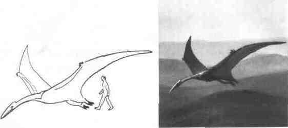 Er hatte eine Rügelspannweite von bis zu 15 Metern - das entspricht etwa der Tragfläche eines Sportflugzeuges.