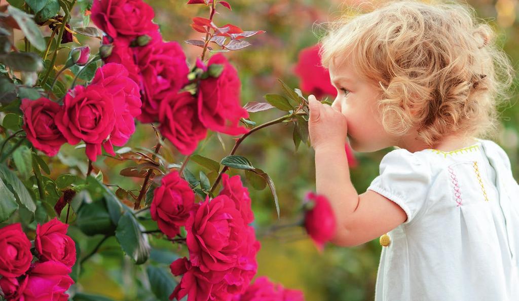 Die Königin der Blumen Starke Rosen & Begleiter