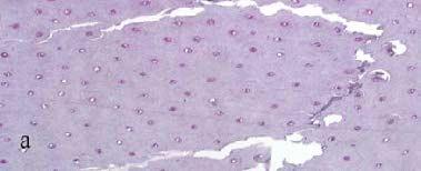 7 Nachweis von Lipiden im Hufhorn Bei der Färbung mit Nilblausulfat handelt es sich um eine histochemische Färbemethode zum qualitativen Nachweis von Lipiden in Geweben und zur Unterscheidung von