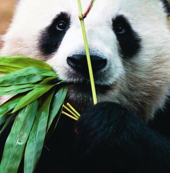 1961 Gründung des WWF International unter dem Namen World Wildlife Fund 1981 Ein großes Forschungs- und Schutzzentrum für den Großen Panda wird in China errichtet.