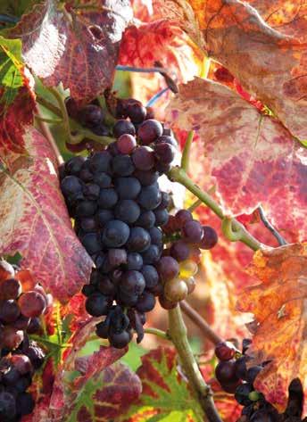 Fröhliche Gastlichkeit haben in den Weinbaugemeinden eine lange Tradition. Sie strahlen eine besondere Gemütlichkeit aus.