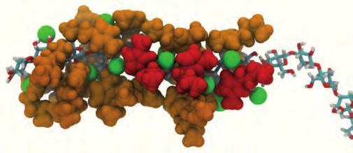 Ausgewählte laufende Projekte Moleküldynamiksimulationen von Zelluloseauflösung Die Auftrennung von Lignocellulose-Biomasse in ihren Komponenten Zellulose, Lignin und Hemizellulose ist die größte