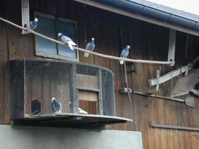Unterbringung der Tauben Taubenschlag mit Freiflug Die bei uns früher am meisten verbreitete Unterbringung der Tauben war der Dachschlag auf dem Haus- oder Scheunenboden.