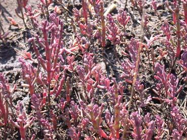 Foto Nr.: GA 17 Der Gewöhnliche Kurzähren-Queller (Salicornia europaea ssp. brachystachia) ist gemäß Roter Liste Deutschlands (Kat.