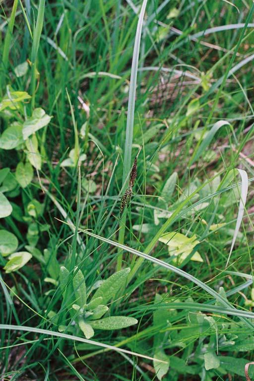Foto: GA 3 Die Wiesen Segge (Carex nigra) ist gemäß Roter Liste Deutschlands (Kat.