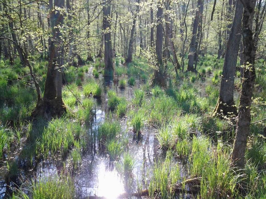 Die Schwarzerle (Alnus glutinosa) Eine wichtige Baumart im Gemeindewald Weingarten. Mit aktuell 13 Prozent bestockt sie vor allem die feuchten bis nassen Standorte unserer Waldflächen.
