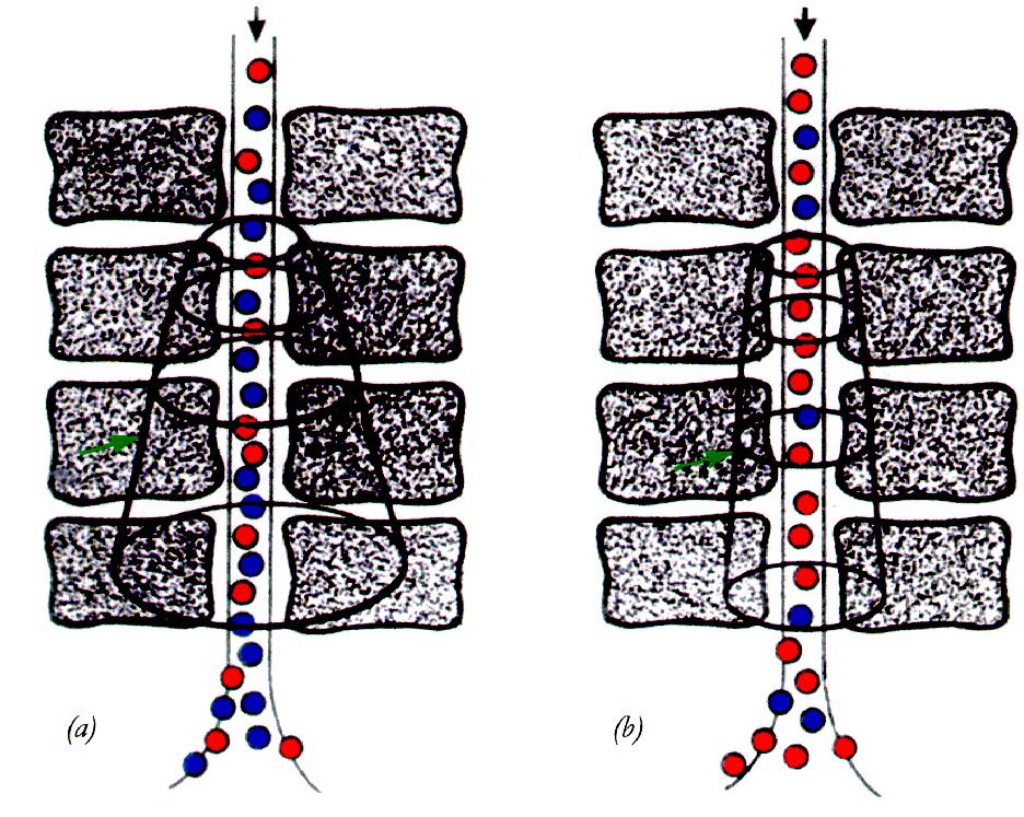 4.1. Der BOLD-Effekt Abbildung 4.2.: Schematische Darstellung des BOLD-Effektes und lokaler Magnetfelder in Venolen und Venen.