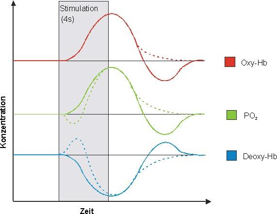 4.2. Neurovaskuläre Kopplung des BOLD-Signals Abbildung 4.4.: Schematische Darstellung der hämodynamischen Antwortfunktion des BOLD-Effektes.