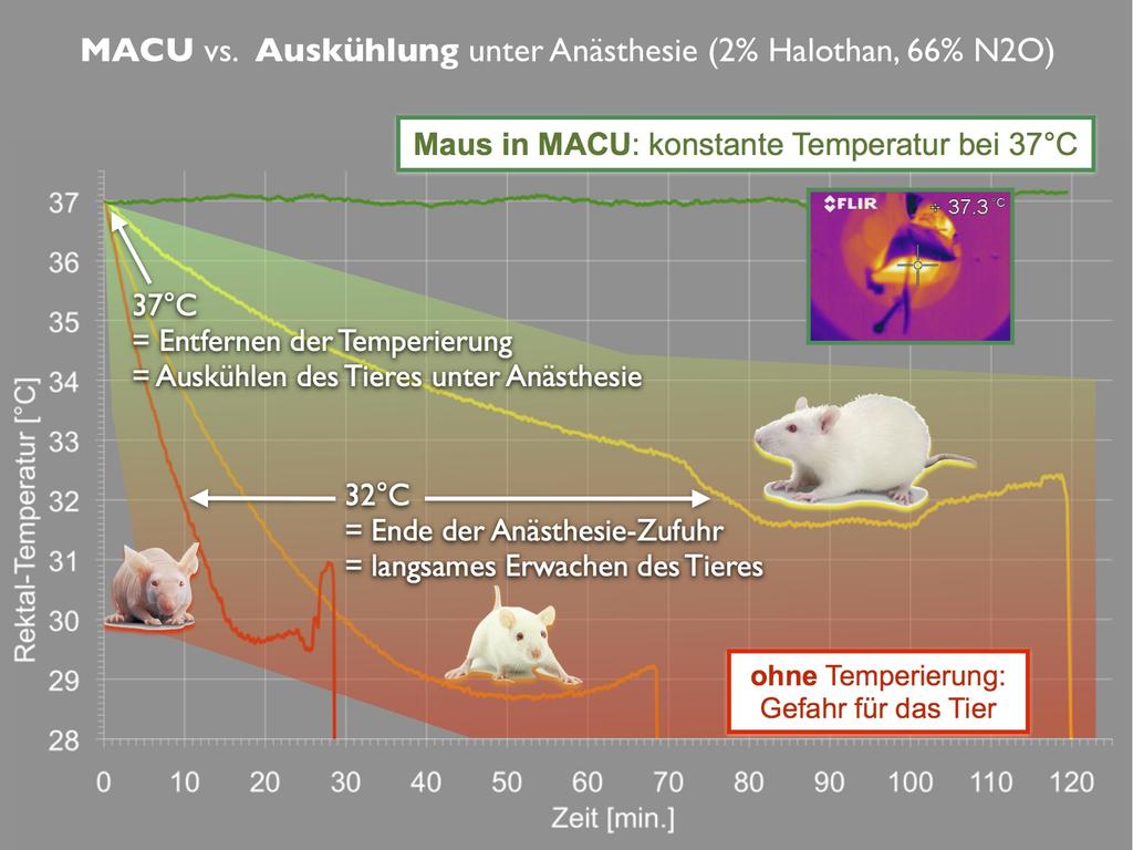 5.3. Temperierung Abbildung 5.3.: Auskühlung von Ratte, Maus und Nacktmaus nach Beginn der Anästhesie sowie konstante Körpertemperatur in einer temperierten Tierliege.