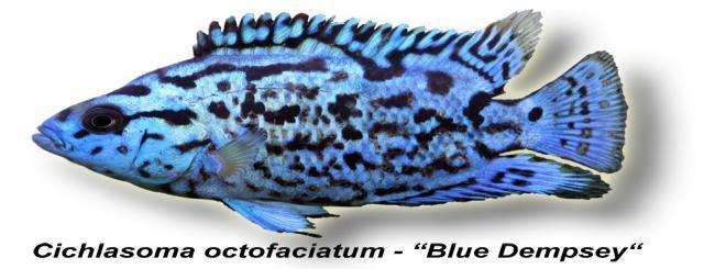 Killifische 460052 Aplocheilichthys normani Normans Leuchtaugenfisch Blue eye (Nano) 5.50 460091 Nothobranchius rachovi Prachtkillifische 16.50 460199 Oryzias spec. "Sulawesi" Neonreisfisch 25.