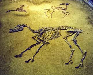 Foto: TP Die Funde stammen aus verschiedenen Lagen der Höwenegg-Schichten und sind aufgrund ihrer Vollständigkeit bisher weltweit einzigartig: 14 Skelette von Kleinen Pferden (Hipparion gracile), 20
