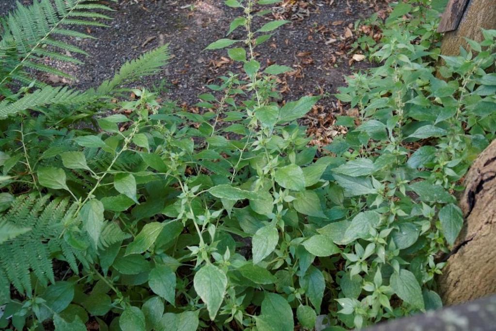 Erophila verna (Frühlings-Hungerblümchen) Euphorbia peplus (Garten-Wolfsmilch) Festuca ovina agg.
