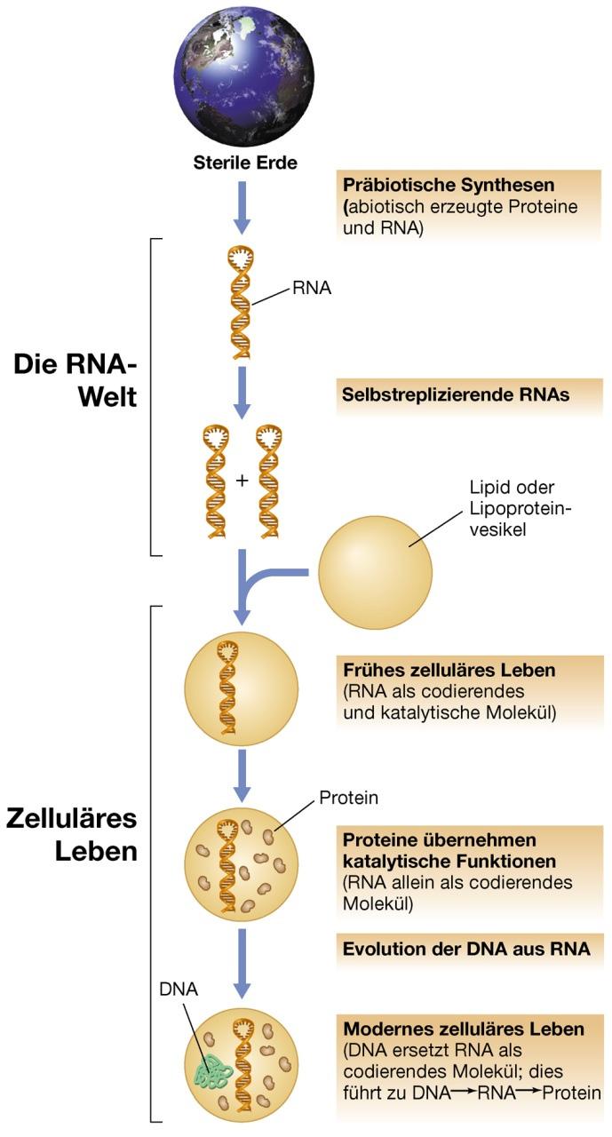 Evolution zellulärer Lebensformen aus RNA-Lebensformen Im Laufe der Zeit übernahmen