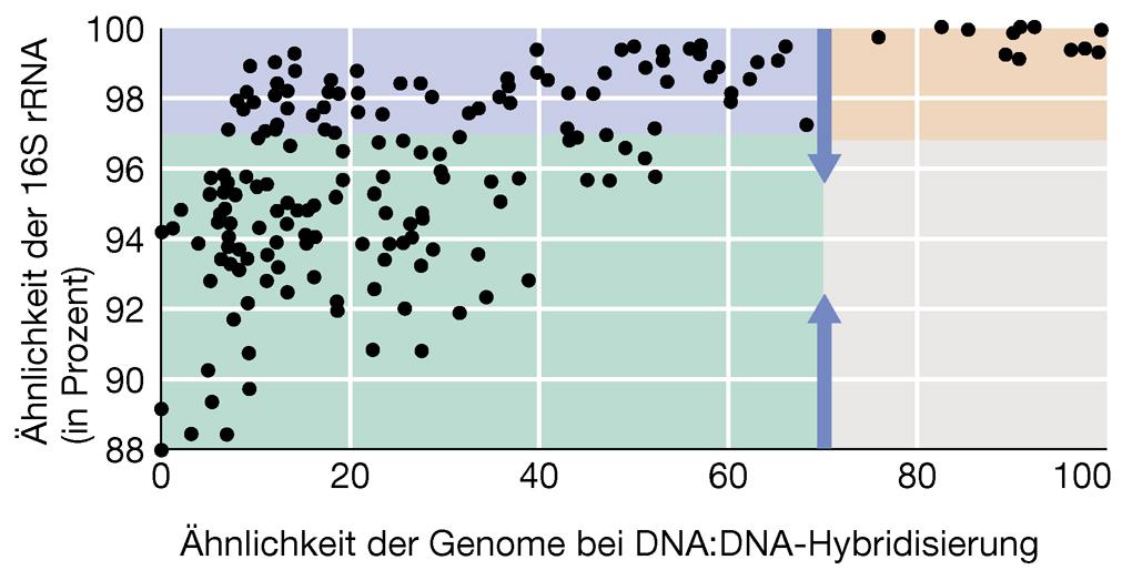 Korrelation zwischen Sequenzvergleichen der 16S rrna und genomischer DNA:DNA-Hybridisierung Bei einer DNA-Hybridisierung von