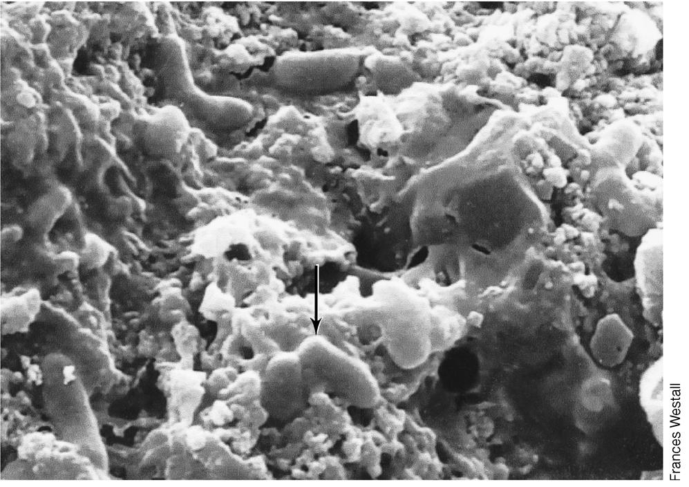 Rasterelektronenmikroskopische Aufnahme fossiler Prokaryonten aus 3,45