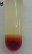Im zweiten Reagenzglas befinden sich zwei fingerbreit Rapsöl. Mit der Pasteur-Pipette werden ca. 1,5 ml KMnO 4-Lösung zum Rapsöl hinzugegeben.