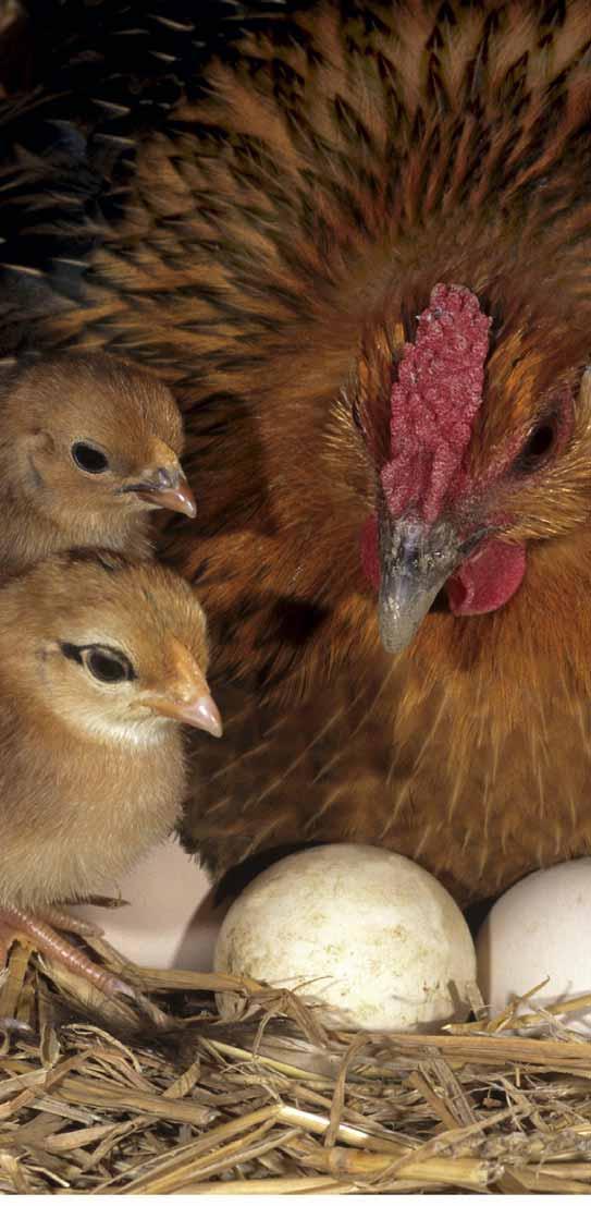 [ TITELTHEMA] In kleinbäuerlichen Biobetrieben brütet die Henne ihre Küken selber aus, sie wachsen mit naturnahem Futter und ausreichend Auslauf auf.