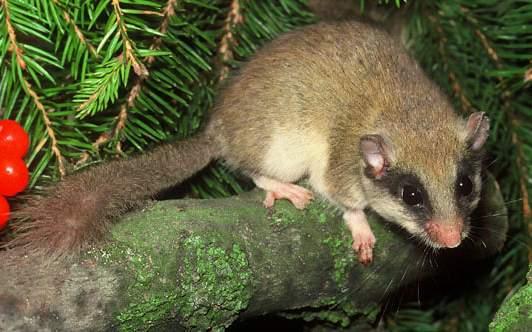 Ord. Nagetiere (Rodentia