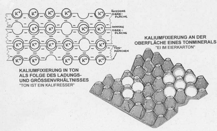 Sie besitzen oft eine hexagonale (sechseckige) Struktur. Ihre Entstehung erfolgt durch chemischen Umbau aus den Mineralien der Feldspat- oder Glimmergruppe.