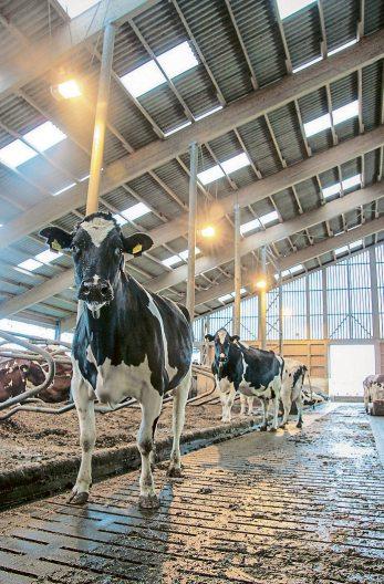 A GRAR UNTERNEHMERTAGE Mehr Kühe, weniger Betriebe In den Landkreisen Cloppenburg und Vechta waren im Jahr 2016 rund 19 586 milchleistungsgeprüfte Kühe auf 321 Höfen gemeldet.