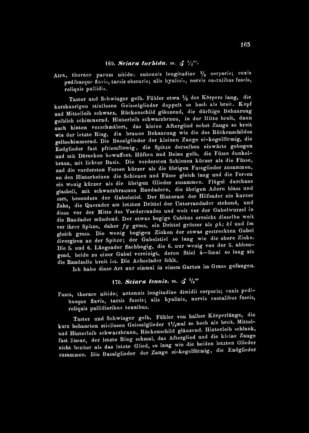 165 169. Sciara turbida. m. cf Vi"'- Atra, thorace parum nitido; antennis longitudine 2 / 3 corporis; coxis pedibusqueflavis,tarsis obscuris; alis hyalin!