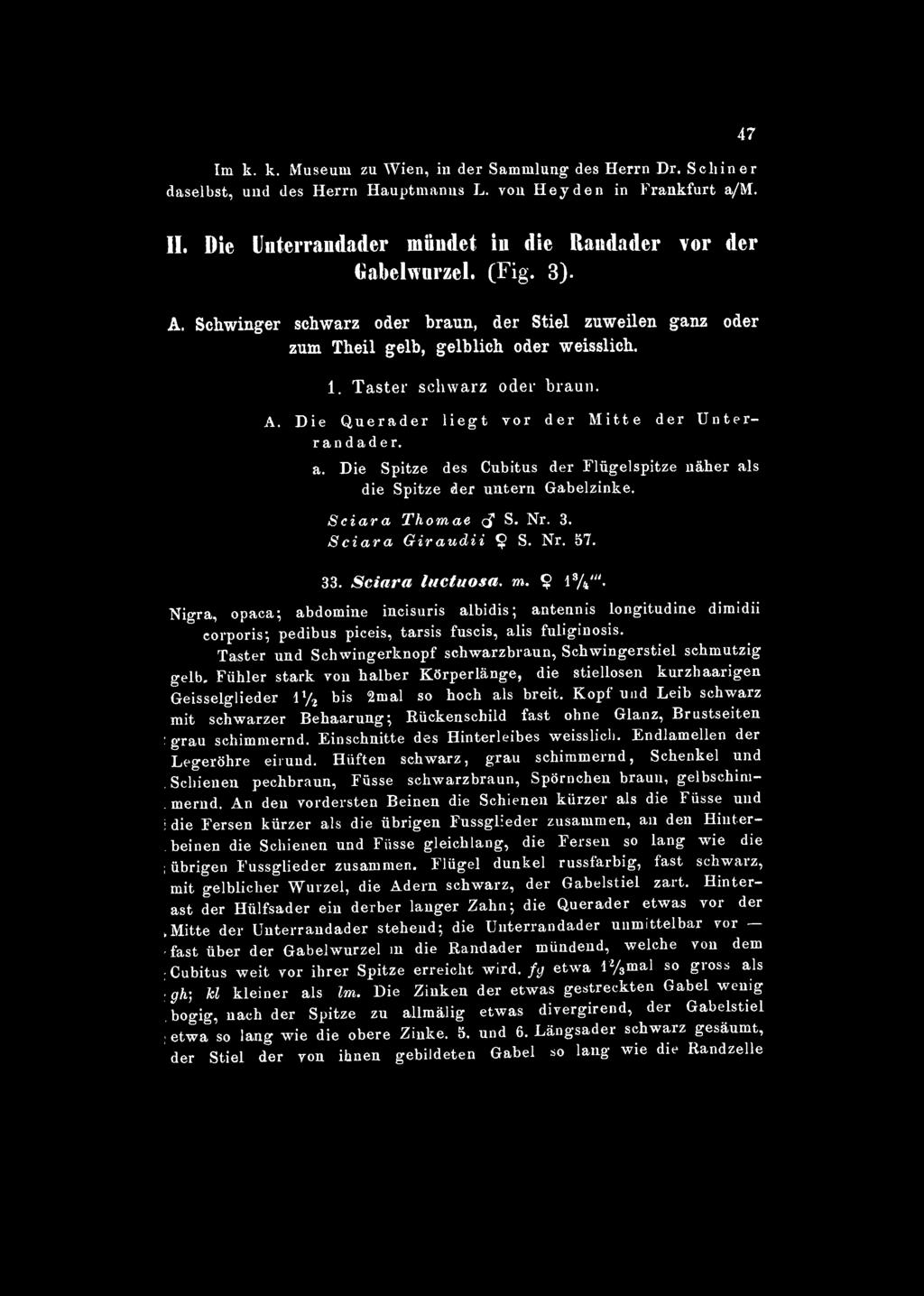 Im k. k. Museum zu Wien, in der Sammlung des Herrn Dr. Schiner daselbst, und des Herrn Hauptmanns L. von Heyden in Frankfurt a/m. 47 IL Die Unterrandader mündet in die Randader vor der Gabelwurzel.