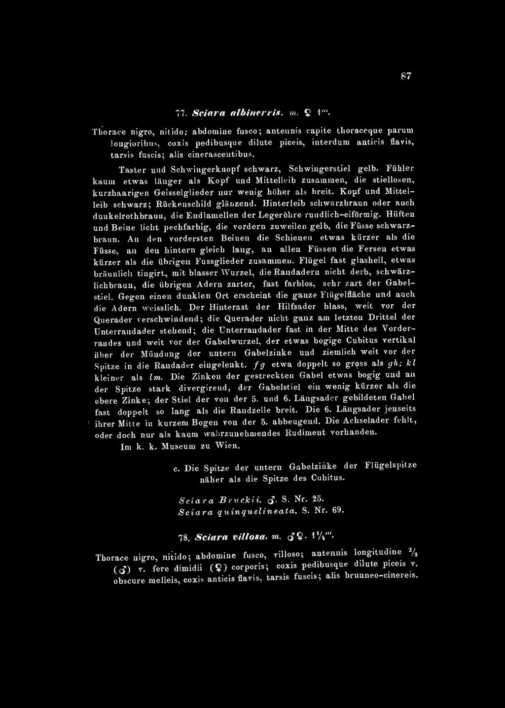 87 77. Sciara albinerris. m. 9!