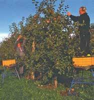 Diese Spreizsicherungen, z. B. Gurte, Die zweiteilige Obstbaumleiter darf auf keinen Fall freistehend verwendet werden.