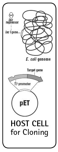 pet Expressions System Hosts for cloning Hosts for expression Novagen-pET System Manual-11th
