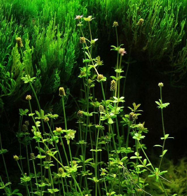 Diese Pflanze braucht super helles Licht, mindestens 1-2 Watt pro Liter Aquarieninhalt.