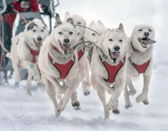 Es gibt verschiedene Hunderassen, die Schlitten ziehen. Sehr bekannt sind die Huskys. So sieht ein Familienausflug mit einem Hundeschlitten in Finnland aus.