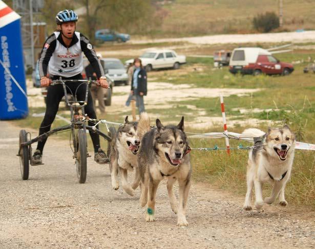 Im Schwarzwald und im Harz wurden Rennen mit mehreren hundert Hunden veranstaltet. Die Hunde können das Jahr über auch ohne Schnee trainieren.