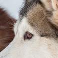 Lücken-Rätsel: Huskys sind Schlittenhunde. Sie lieben die Kälte.