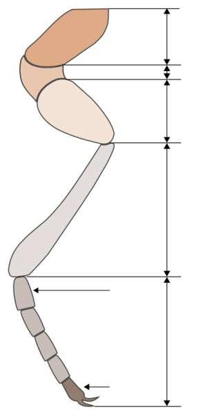 Anatomie Gegliederte Beine Hüfte (Coxa) Schenkelring