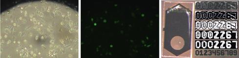 Abbildung 6: Hellfeld- (links) und Fluoreszenzaufnahme (Mitte) von auf einem Carrier im fluidischen Chip kultivierten grün fluoreszierendes Protein (GFP) exprimierenden adulten Knochenmarkstammzellen