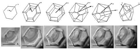 Abbildung 4 zeigt am Beispiel der AFPs aus der psychrophilen Chloromonas sp., dass die Modifikation der Eiskristallform von der Konzentration der an sie bindenden AFPs abhängt.