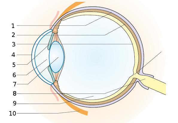 AB 1: Bau des Auges und Funktion der Bestandteile Die Abbildung zeigt schematisch einen Längsschnitt durch das Auge. Bildquelle: verändert nach A. Becker u. a.