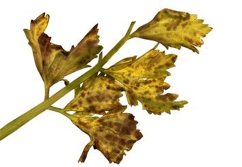 Krankheit Echter Mehltau Zucchetti Kürbis Nicht überdüngen Befallene Blätter fortlaufend entfernen und kompostieren weissliche Flecken auf Blattoberseite, tritt bei heissem, trockenen Wetter vermehrt