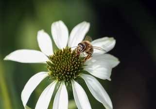Zahlen und Fakten rund um die Bestäubungsleistung von Bienen Etwa 80% aller Pflanzenarten sind auf die Bestäubung durch Insekten angewiesen 2/3 der Arten an Nahrungspflanzen sind ebenfalls