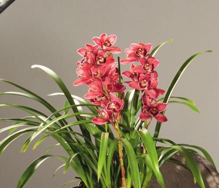 Im Angebot Vanda-Orchidee verschiedene Farben, ohne Deko ab 29 Mit 3 Blütentrieben Im Angebot Spezialerde für Orchideen