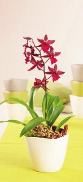 Cymbidien-Orchidee Die Strahlende. Die Cymbidium stammt aus China, Japan und dem Himalaya.