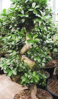 Drachenbaum-Bonsai Dracaena marginata, stark verzweigte Mutterpflanze, ca.