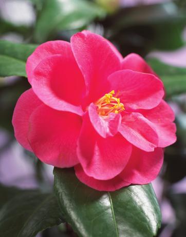 5-Mal in Ihrer Nähe www.gaertnerei-loewer.de Kamelie Camellia japonica, verschiedene Farben, ohne Übertopf, Höhe ca. 50 cm 9 Jetzt ist Kamelienzeit Verschönern Sie Ihr Zuhause!