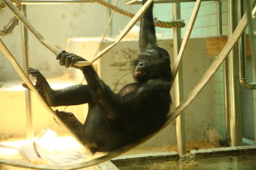 10 b) Bonobo (Zwergschimpanse) Der Zwergschimpanse ist eng mit dem Schimpansen verwandt und zeigt geringe Unterschiede im Körperbau, vor allem der Körpergröße und weitere wesentliche Unterschiede zu