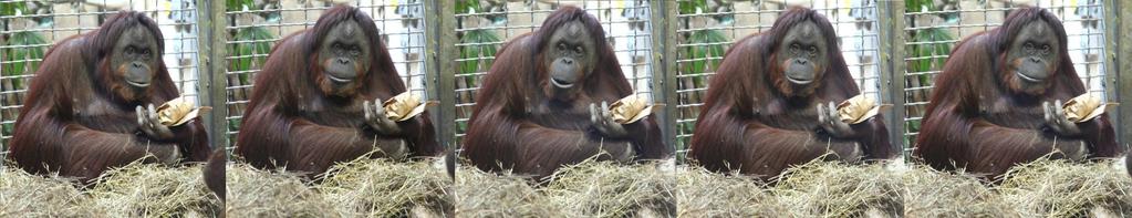 14 Fortpflanzung der Orang-Utans: Sie haben keine feste Paarungszeit. Wichtig ist, dass genügend Nahrung vorhanden ist.