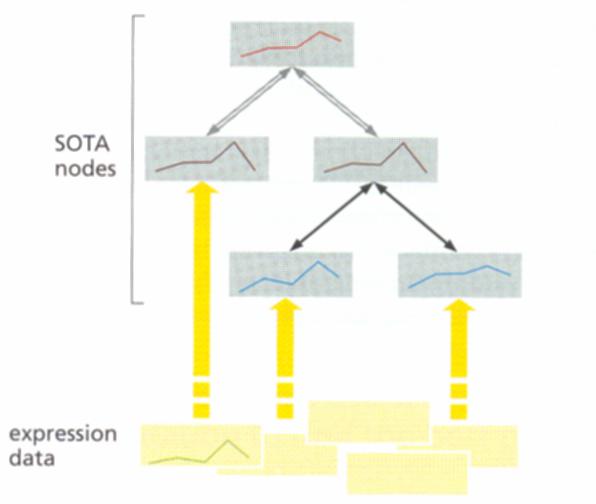 Softwarewerkzeuge der Bioinformatik Genexpression 7.3 ist ein hierarchisches Cluster-Dendrogramm, in dem jeder Cluster eine definierte Grenze be