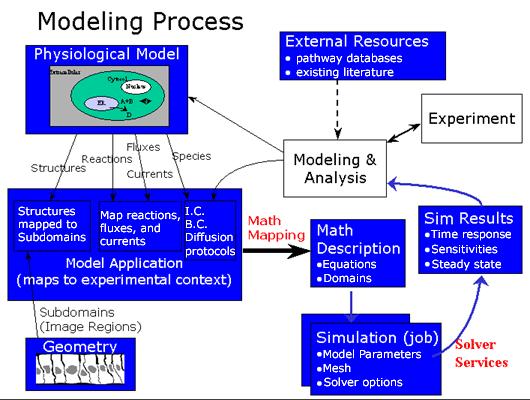 Softwarewerkzeuge der Bioinformatik SBML 10.5 Analysis and Modelling (NRCAM) und steht dem Benutzer als webbasierte Java Applikation zur Verfügung (http://www.nrcam.uchc.edu/index.