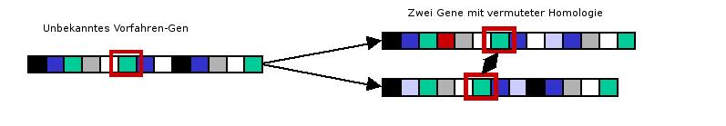 Softwarewerkzeuge der Bioinformatik Sequenzanalyse 2.1 2 Sequenzanalyse Verschiedene Organismen enthalten oft Gene aus ein und derselben Proteinfamilie, die von einem gemeinsamen Vorfahren abstammen.