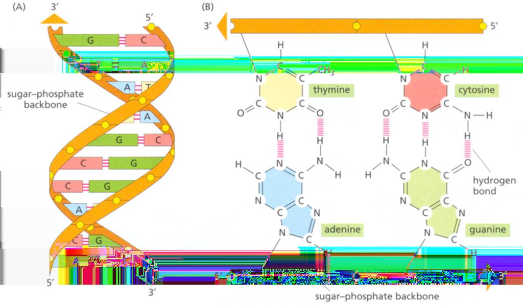 Softwarewerkzeuge der Bioinformatik Genom 4.2 In prokaryotischen Zellen liegt die doppelsträngige DNA als zirkuläres Molekül vor, wobei sich ein 3 -Ende mit seinem 5 -Ende zum Kreis schließt.